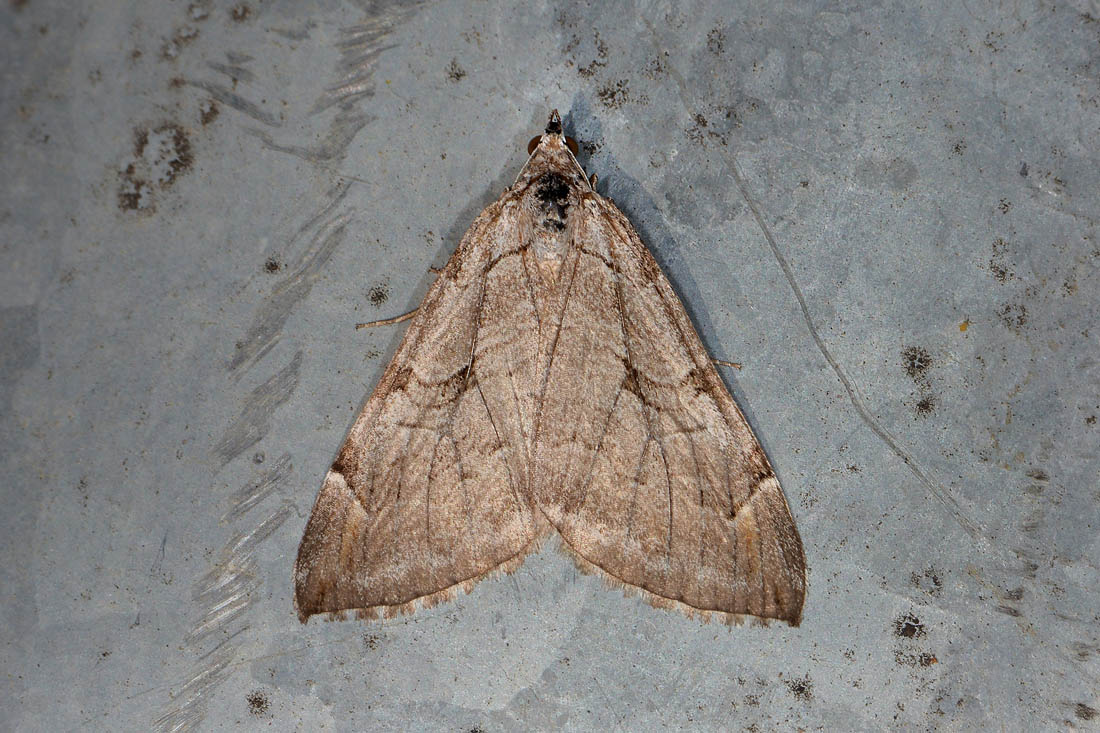 Geometridae? S, Aplocera sp.